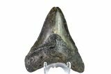 Fossil Megalodon Tooth - North Carolina #153090-2